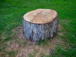 Best Fruit Tree Pruning  in Penn Yan, NY